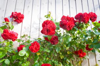 climbing rose on white wooden fence outdoor