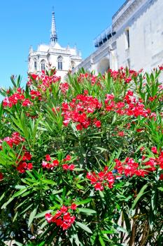 Oleander tree and palace on background in town amboise, france