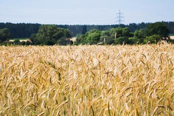 yellow wheat field under blue sky in Poland