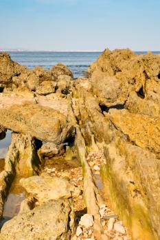shell rock on Atlantic ocean beach