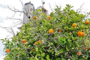 tangerine tree near Cathedral in town Faro, Portugal