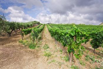 vineyard and olive trees on gentle slope in Etna region, Sicily