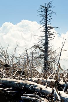 burned dead pines in black clinker flow on Etna, Sicily