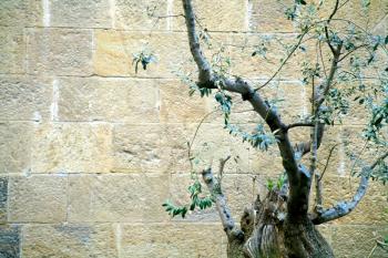 Old olive with stone block wall background