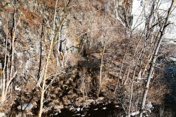 bare trees in mountain river in sunny winter day
