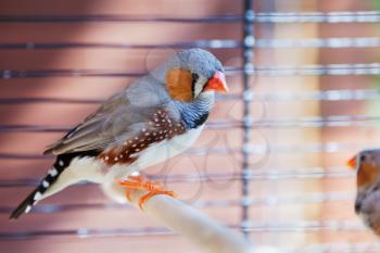 Cut-throat Finch bird in cage