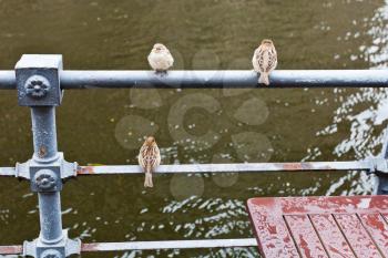 sparrows on Spree river waterfront fence in rainy day