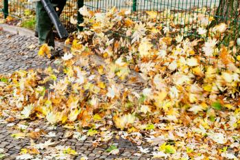 clearing of pavement from autumn leaves by leaf blower