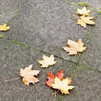 autumn maple leaves on pebble pavement in rainy day