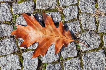 brown autumn oak leaf on stone pavement