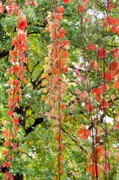 red vine leaves of climbing plant in autumn evening