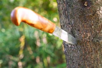 sharp knife with wooden handle stuck in tree