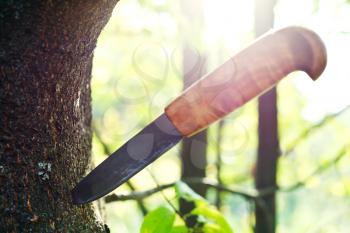 sharp knife with stuck in tree outdoors