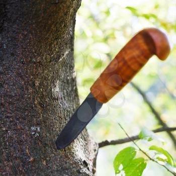 hunting knife with wooden handle stuck in tree