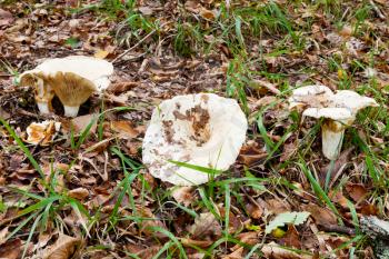 russula delica (milk-white brittlegil) mushrooms in autumn litter