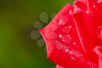 red rose flower with rain drops close up