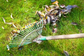 cleaning green lawn from autumn leaves by rake