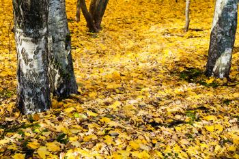yellow fallen leaves under birch trees in autumn forest