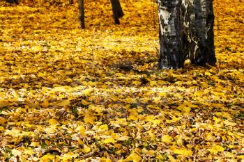 yellow autumn leaves under birch trees in forest
