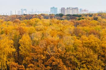 top view of yellow autumn forest and urban building on horizon