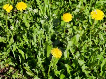 yellow dandelion flowers on green grass in the spring