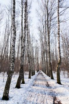 snow covered road in birch forest in spring day