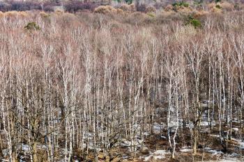 above view of bare birches on fringe of forest in sunny day