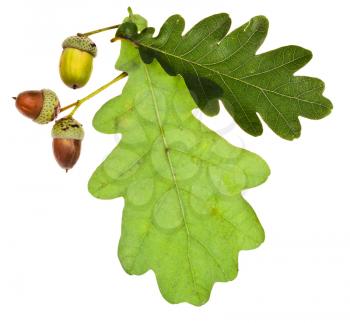 green oak leaves and acorns isolated on white background