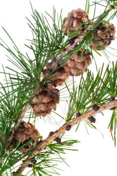 pine cones on branch of conifer tree isolated on white background close up