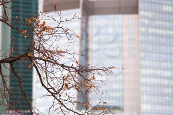 autumn leaves on tree with glass office building background