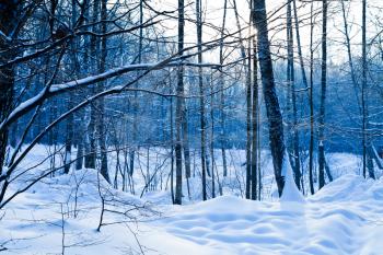 cold day in blue frozen winter forest