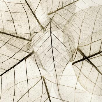 warm grey background from transparent dried fall leaves