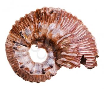 fossil ammonite shell isolated on white background