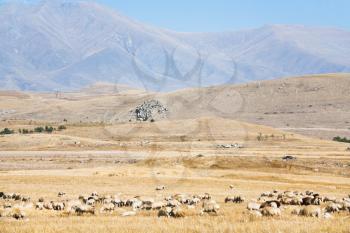 mountain plateau with flock of sheep in Armenia in autumn day