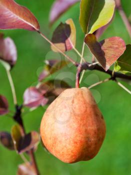 ripe yellow and red pear on branch in fruit orchard