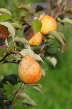 ripe pears on tree in warm summer evening