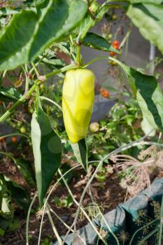 ripe yellow bell pepper in greenhouse