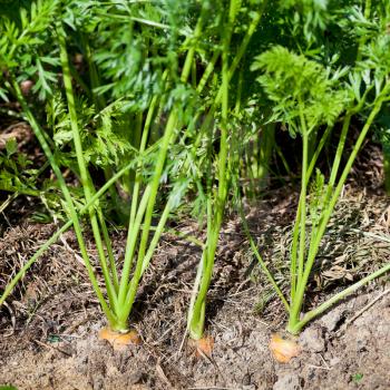 ripe roots and green leaves of carrots on bed of vegetable garden