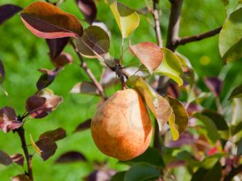 one ripe pear on tree in fruit orchard