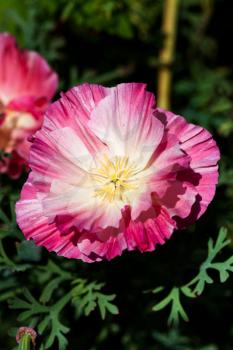 flower head of red Eschscholzia bloom close up