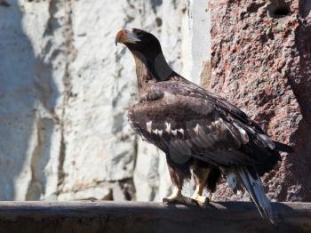 sitting White-tailed Eagle (Haliaeetus albicilla) outdoors