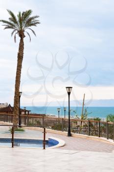 palm trees in resort on Dead Sea, Jordan