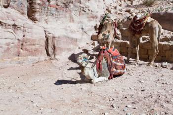 bedouin camels in Petra, Jordan