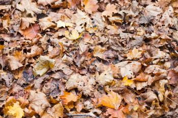 brown red orange maple leaf litter in autumn forest