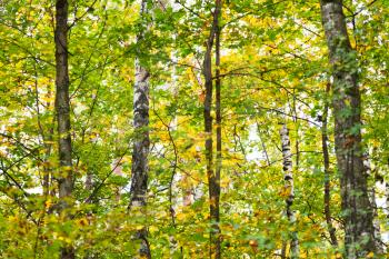 yellow green leaves birches in autumn thick forest