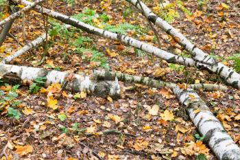 dead birch trunks in brown autumn leaf litter