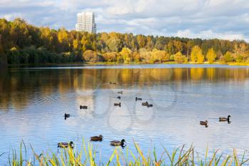 ducks in urban lake in autumn day