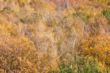 yellow fallen trees in autumn forest landscape