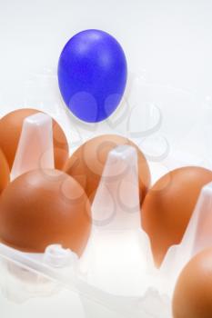 one separate blue hen's egg against several brown eggs