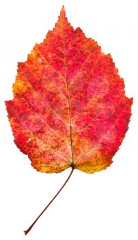 one autumn red aspen leaf isolated on white background